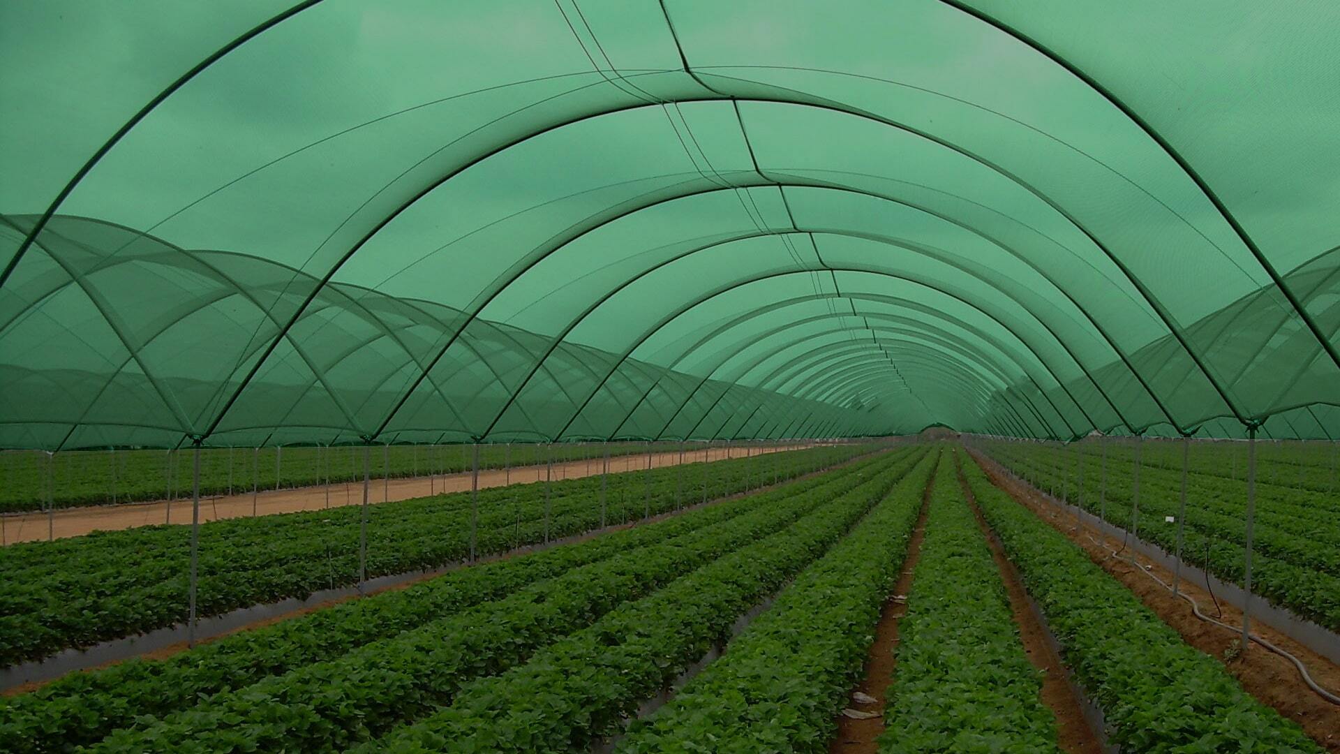 Shade Nets for Greenhouses & Gardens in Dubai