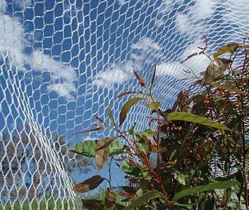 bird net installation