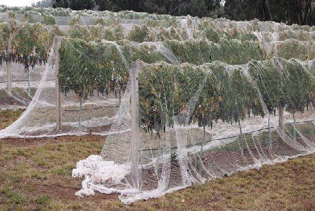 buy bird netting