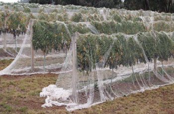 buy bird netting