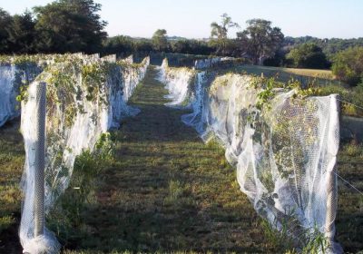 Buy bird nets in Dubai